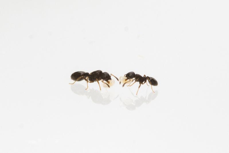 Junge Ameisen der nordamerikanischen Ameisenart Temnothorax Longispinosus bei der Brutpflege. 