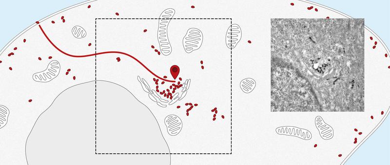 Nanobodies track receptors from the cell surface to the center of the cell (the Golgi apparatus). Right: electron microscope image.