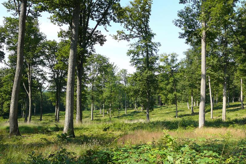 150 Jahre alte Eichen in der Forêt domaniale de Bercé  
