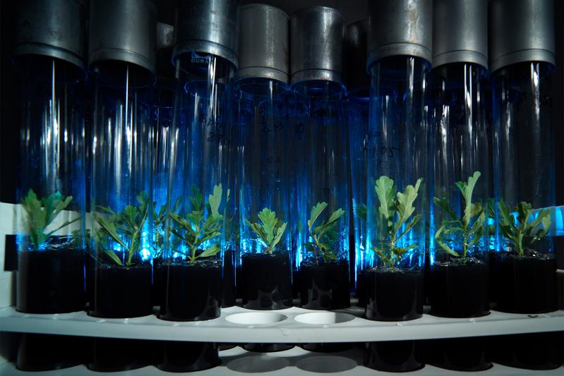 Wissenschaftler des UFZ nutzen genetisch identische in-vitro-Stecklinge der Stieleiche und analysieren, wie sie ihre Gene bei unterschiedlichen Umwelteinflüssen regulieren.