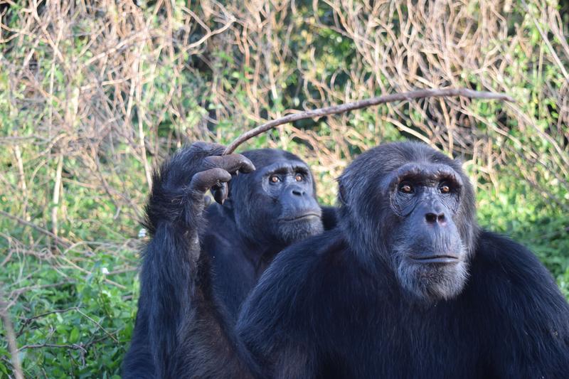 Kalema und Eddie, zwei der Versuchsteilnehmer auf Ngamba Island, Uganda.