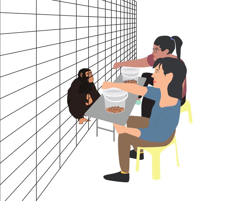 Versuchsanordnung: Forscherinnen und Forscher stellten Schimpansen vor die Wahl, aus welcher von zwei Futtermischungen sie eine Kostprobe haben wollten.
