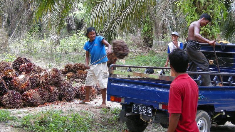 Palmöl-Ernte in Indonesien.