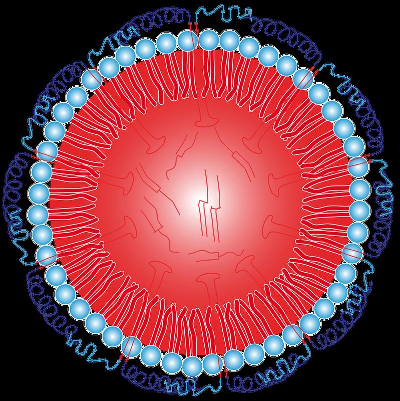 Schematische Darstellung eines Oleosoms. Im Inneren einer Hülle, bestehend aus Phospholipiden (blau) befindet sich Öl. Die Stabilität wird durch das Protein „Oleosin“ gewährleistet.
