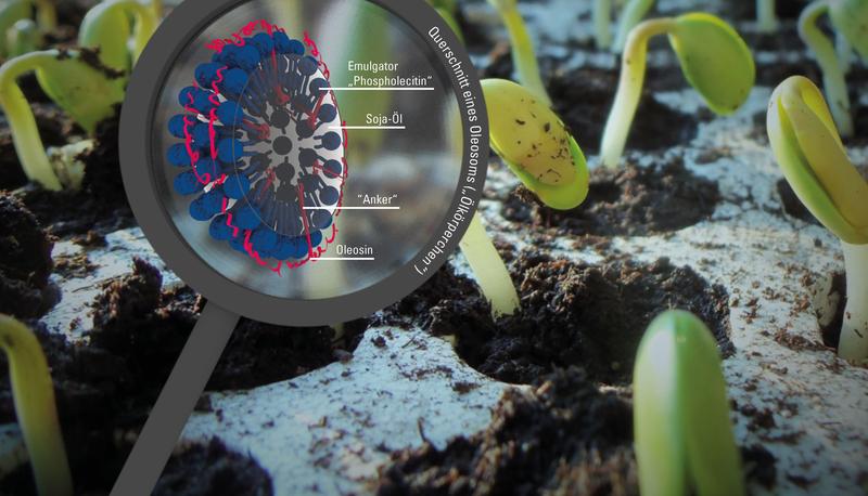 Oil bodies in soybeans. Inside of a nanometer-sized sphere is oil, bordered by phospholipids (blue). The protein oleosin (pink) forms an additional protective layer