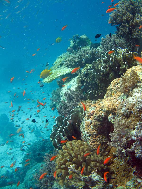 Coral reef with plenty of fish in a National Park off Thailand.