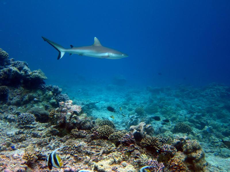 A grey reef shark swims over a reef in a large protected area far from humans.