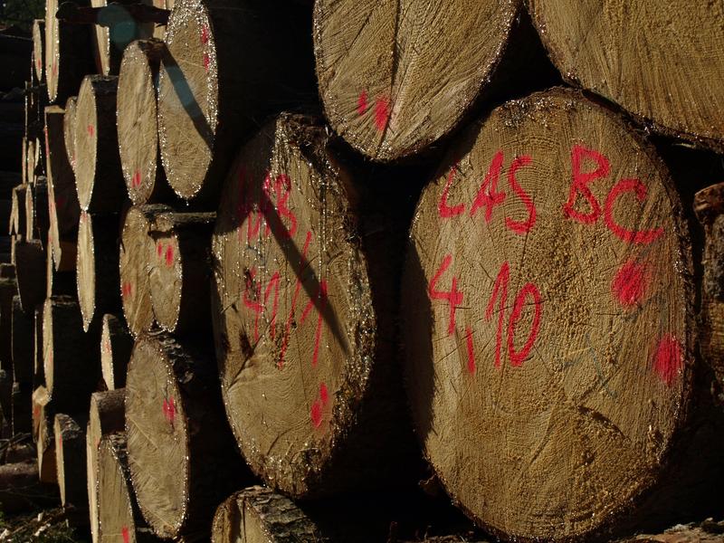Neue Wege in der Holz-Selbstvermarktung beschreiten – Ziel des aktuellen BMEL-Förderaufrufs „Kleinprivatwald“