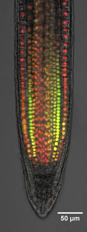 A growing root observed by the research team. Colors are caused by a fluorescent auxin reporter in the nuclei of the cells. Red indicates high amounts of auxin, green indicates low amounts. 