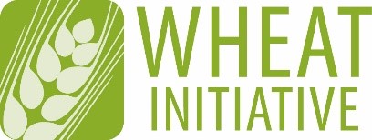Logo der Weizen Initiative
