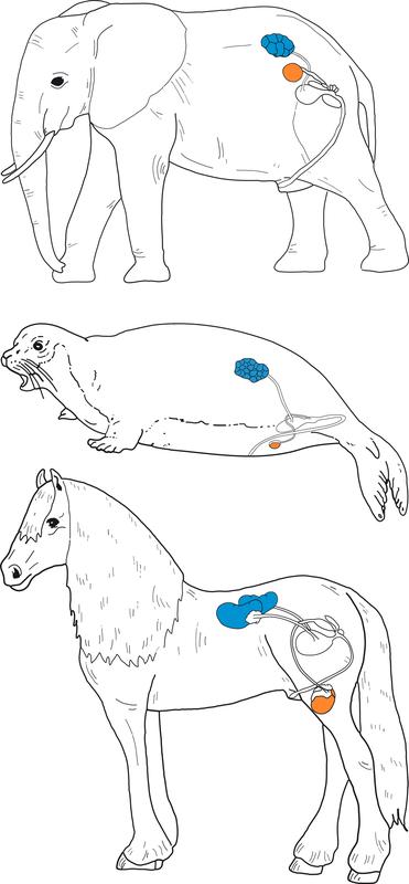 Position der Nieren (blau) und Hoden (orange) bei Elefant, Robbe und Pferd. 