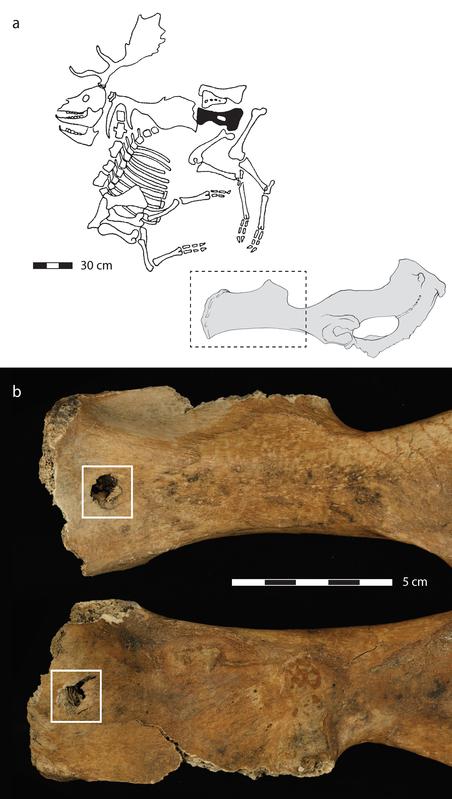 Vorder- und Rückansicht einer Jagdverletzung im Becken eines ausgestorbenen Damhirsches, der vor 120.000 Jahren von Neandertalern an einem Seeufer (Deutschland) getötet wurde. 
