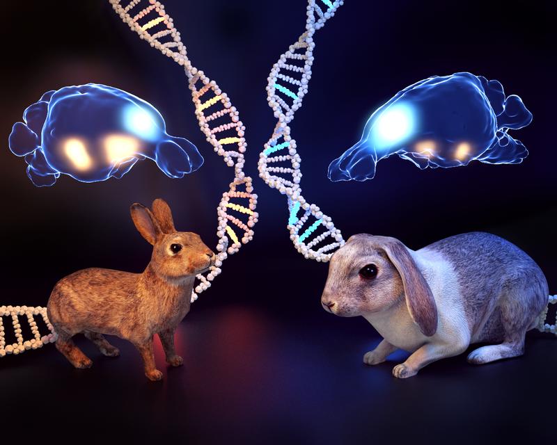 Changes in brain architecture are consistent with altered fear processing in domestic rabbit