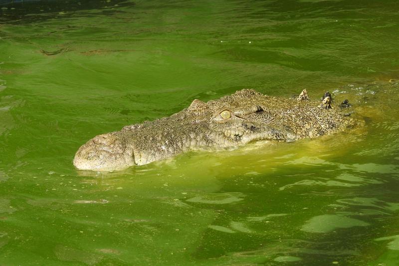 Estuarine crocodile. Photo: Yusuke Fukuda 