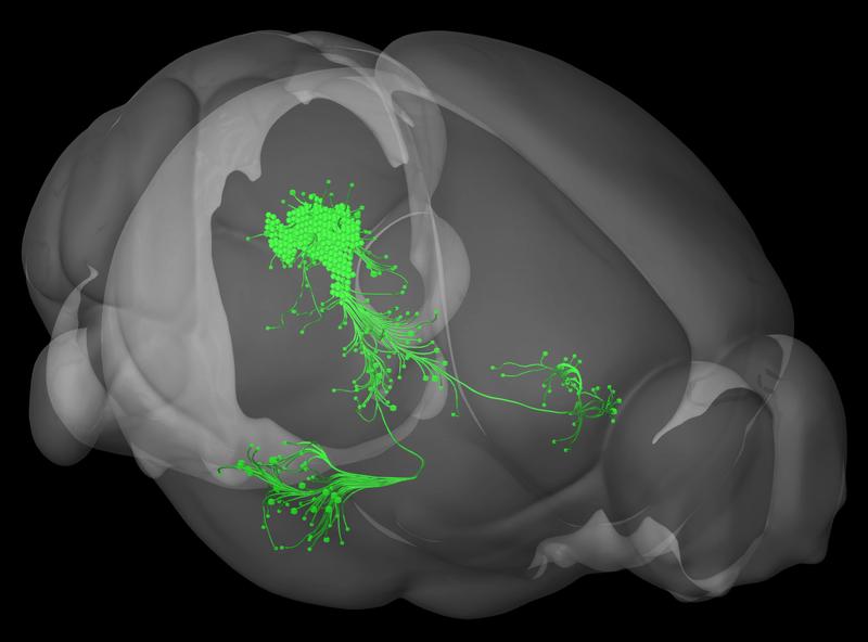 Eine spezielle Gruppe von dopaminergen Neuronen im Mittelhirn reagiert auf negative Ereignisse und signalisiert der Amygdala, diese Erfahrungen im Angstgedächtnis abzuspeichern.