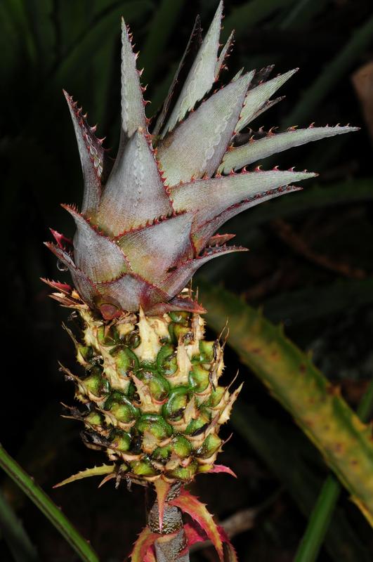 Eine von sieben bestätigten Arten der Ananas-Gruppe: Ananas ananassoides. 