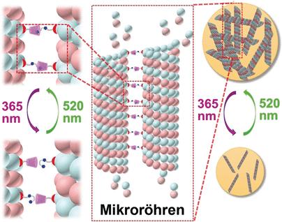 Lichtregulierte reversible Anordnung von Mikrotubuli durch Paclitaxel-modifiziertes Cyclodextrin