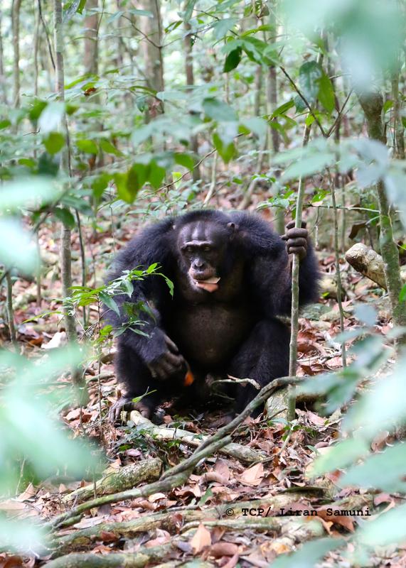 Taï-Nationalpark, Elfenbeinküste: Schimpansenmännchen der Südgruppe beim "Blattzerreißen", einer Geste, der ein lauter Ruf folgt.