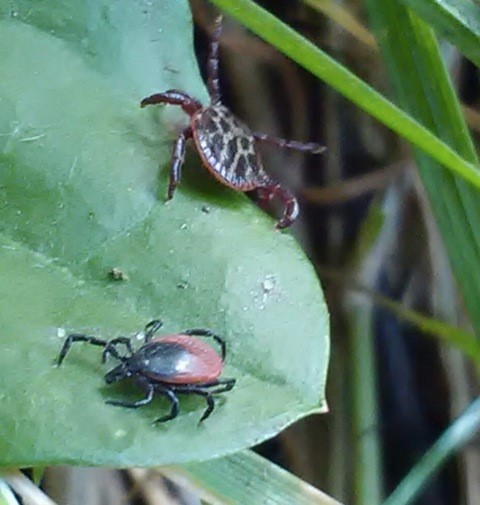 Zwei Zeckenarten auf einem Blatt: Im Vordergrund Ixodes ricinus. (Das Bild darf nur im Zusammenhang mit dieser Pressemitteilung verwendet werden.)