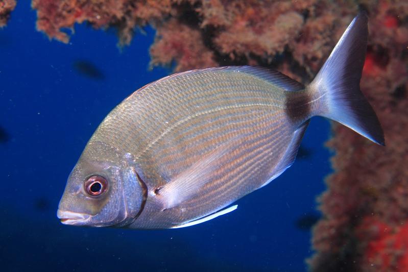 Die Geißbrasse (Diplodus sargus) ist eine der beliebtesten Arten bei Speerfischern. In der Studie zeigte sie ein ausgeprägtes Fluchtverhalten.