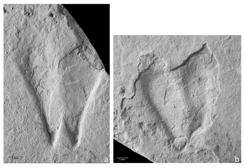 Studierende der Universität Bonn stießen bei einer geologischen Exkursion nach Spanien auch auf die fossile Spur einer Gazelle. 