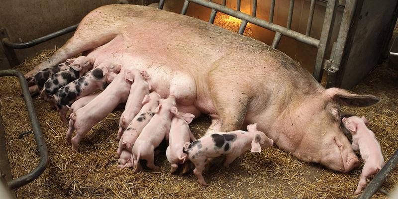 Schweine reagieren empfindlich auf erhöhte Dosen von hormonaktiven Substanzen.