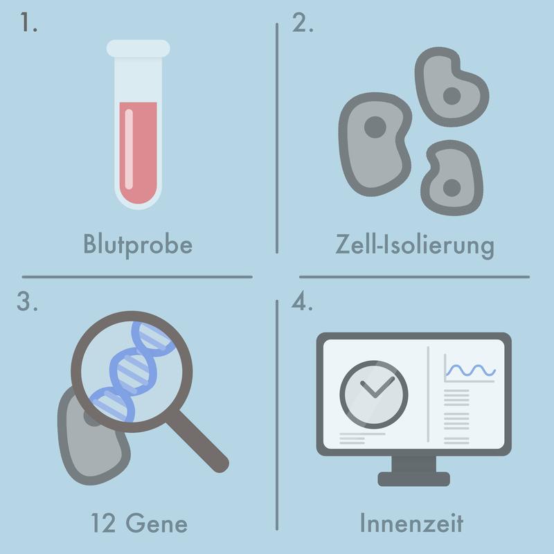 Aus einer Blutprobe (1) werden Zellen isoliert (2) und darin die Aktivität von zwölf speziellen Zeitgenen bestimmt (3). Ein Computeralgorithmus berechnet daraus den Stand der inneren Uhr (4).