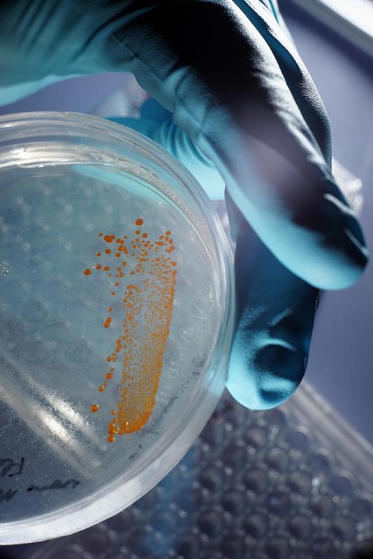 Bakterien der Gruppe Maribacter sp. in einem Labor am Institut für Anorganische und Analytische Chemie der Uni Jena (Foto vom 25.6.2018). Jenaer Wissenschaftler arbeiten im SFB "ChemBioSys" mit.
