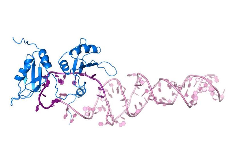 Die Wissenschaftler konnten nachweisen, wie genau das Protein (blau) die pri-miR-18a (pink) erkennt und deren Struktur derart verändert, dass sie sich zur fertigen miRNA-18a weiterentwickelt.