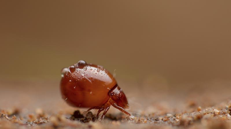 Hornmilbe der Familie Euphthiracaridae. Diese Milben reisen lebend im Darm von Schnecken.