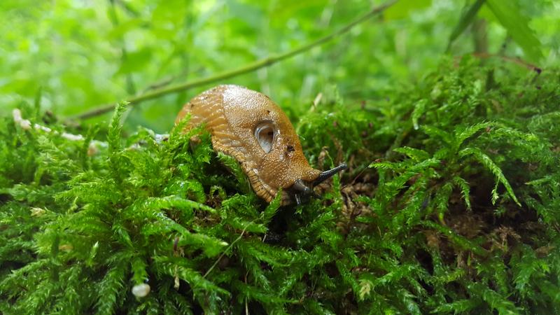 Spanish slugs (Arion vulgaris) carry living mites in their gut.