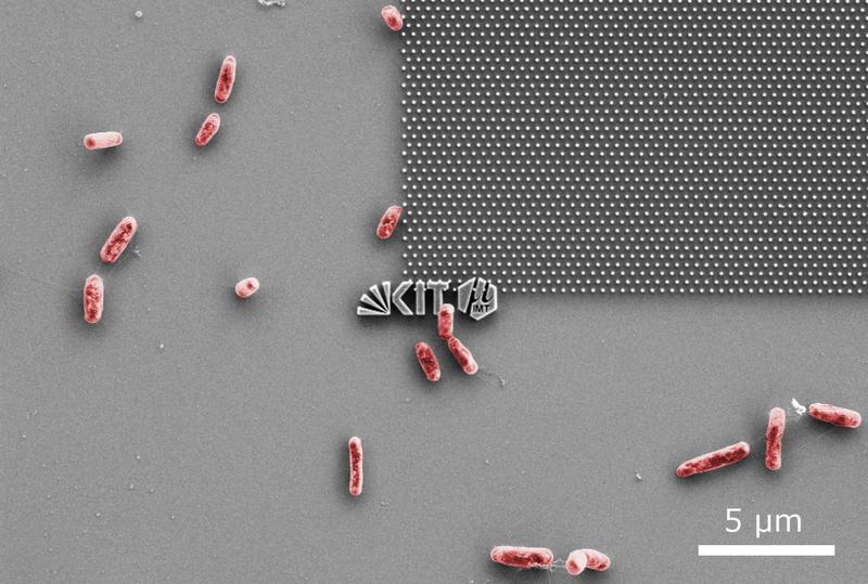  Aufnahme mit dem Rasterelektronenmikroskop: E. coli-Bakterien versuchen an einer nanostrukturierten Modelloberfläche anzudocken