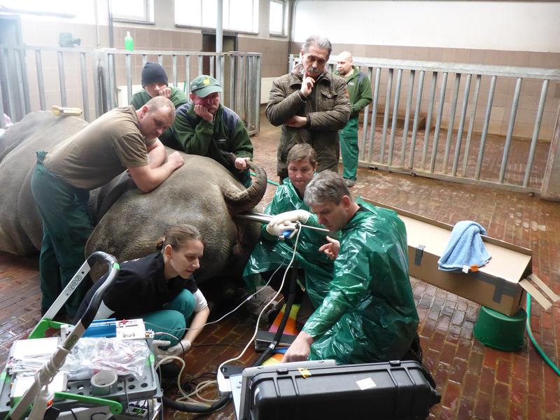 Forscher des IZW entnehmen Eizellen beim Südlichen Breitmaulnashorn.