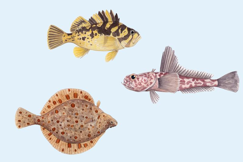 Steinfisch, Eisfisch und Flunder (von oben nach unten) gehören zu den Arten, die in kalten Ozeanen leben.