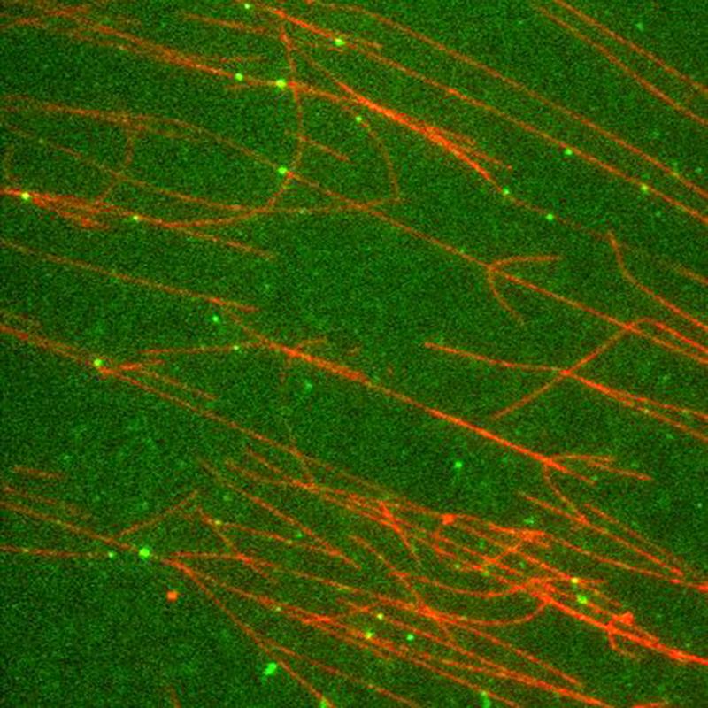 Motorproteine (grün) bewegen sich entlang der Mikrotubuli (rot) wie auf Straßen