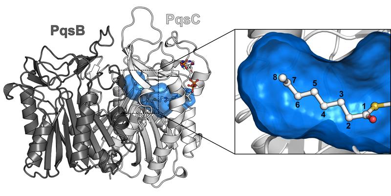 3D-Modellierung des Proteinkomplexes PqsBC mit dem Fettsäurebindekanal (blau). Der Ausschnitt zeigt, dass der Kanal eine optimale Länge für die Bindung einer Fettsäurekette aus acht C-Atomen besitzt