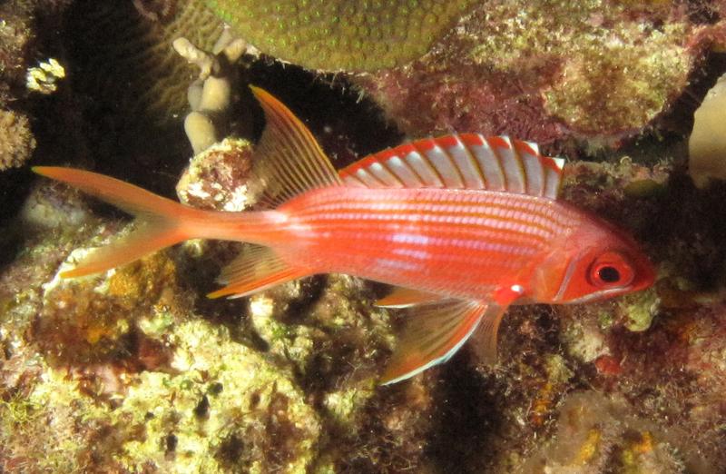 Husarenfisch, einer der vielen nachtaktiven, rifflebenden Fischarten mit besonders großen Augen. 