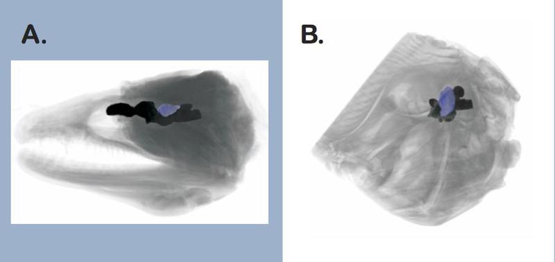 Bilder einzelner Scans von Fischgehirnen (blau = Region, die für Verarbeitung visueller Reize zuständig ist). A. Muräne. B. Fasanbutt. 