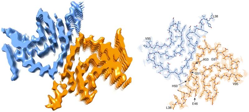 Querschnitt einer alpha-Synuclein-Fibrille. Links: 3-D-Rekonstruktion einer Fibrille, welche zwei miteinander interagierende Proteinmoleküle zeigt. Rechts: Atom-Modell der Fibrillenstruktur.