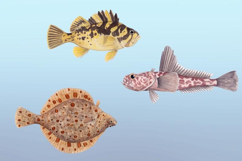 Stonefish, thornfish and flounder (top to bottom) are among the species which live in cold oceans. 