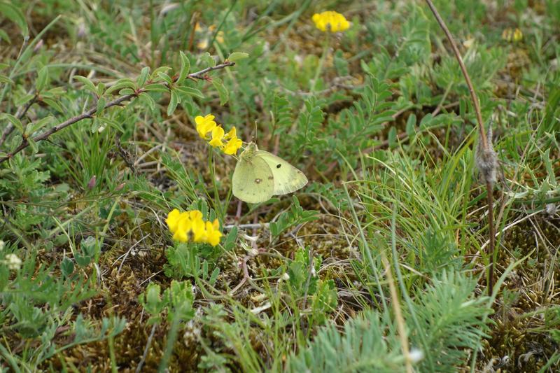 A butterfly (pale clouded yellow, Colias hyale) on a chalk heath in Lower Franconia. This habitat with its species-rich insect communities is at a special risk in Bavaria because of nitrogen input.