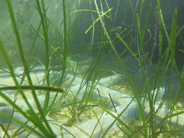 Zostera marina (Seegras) in Pflanztöpfen in einem der 12 Benthokosmen an der Kiellinie während eines Langzeitexperiments zur Auswirkung von Hitzewellen auf Küstenökosystem.