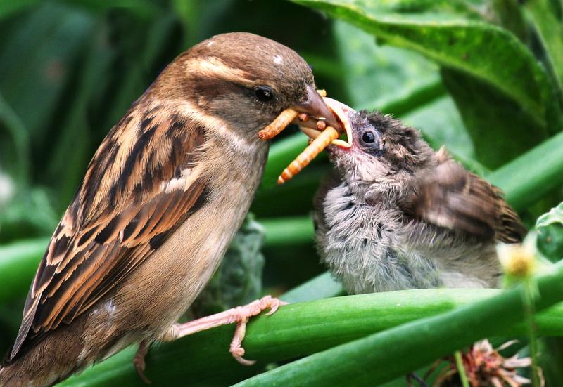 Weiblicher Haussperling (Passer domesticus) füttert Jungvogel mit Käferlarven, Shrewsbury, UK.