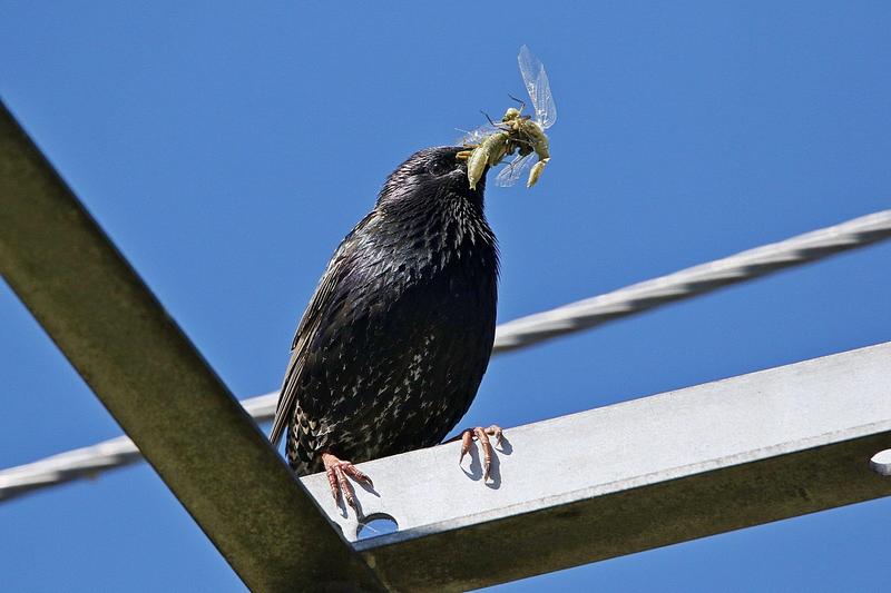 Gemeiner Star (Sturnus vulgaris) mit Libellen im Schnabel, Deutschland.