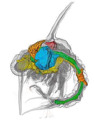 Dreidimensionale Rekonstruktion der Organsysteme eine Zoea Larve der Strandkrabbe Carcinus maenas 