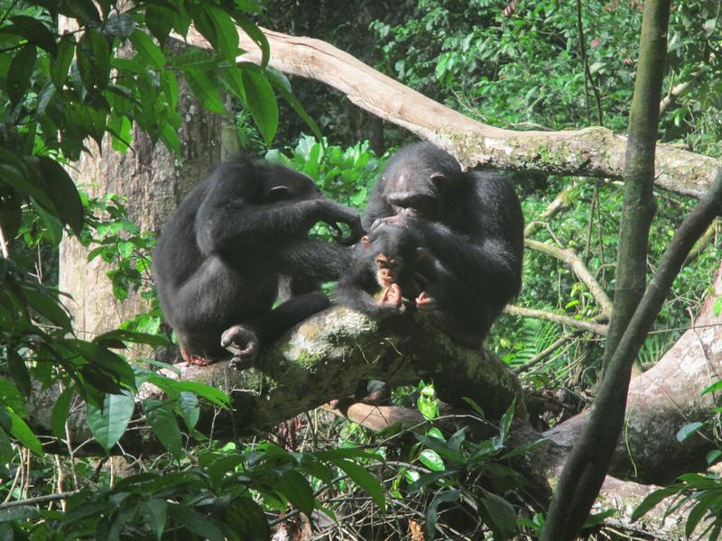 Schimpansen betreiben am liebsten mit Weibchen Fellpflege, die ein Baby haben, oder mit ihren Freunden.