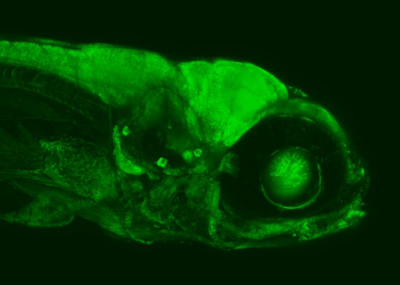 Seitenansicht einer 6 Tage alten Zebrafischlarve, unter dem Konfokalmikroskop erstellt