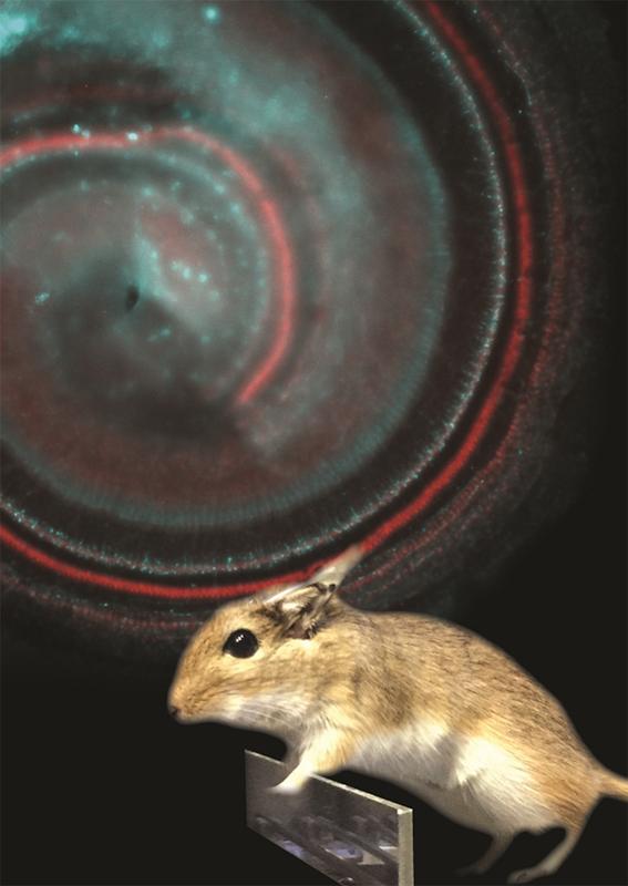 Taube Mäuse können mit optischem Cochlea Implantat wieder hören:  