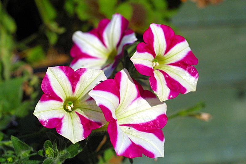 The stigma of Petunia contains a toxin that stops pollen growth. Pollen in turn has a team of genes that produce antidotes to all toxins except for the toxin produced by the "self" stigma.