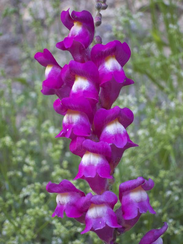 In plants such as snapdragons the stigma contains a toxin that stops pollen growth. Pollen in turn produces antidotes to all toxins except for the toxin produced by the "self" stigma.